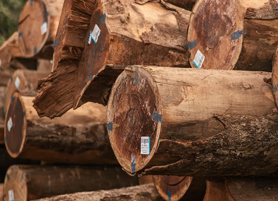 What’s the Difference Between Hardwood and Softwood_timbra_1