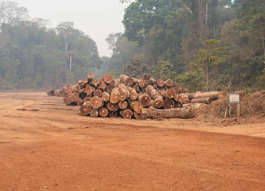 What’s the Difference Between Hardwood and Softwood_timbra_2